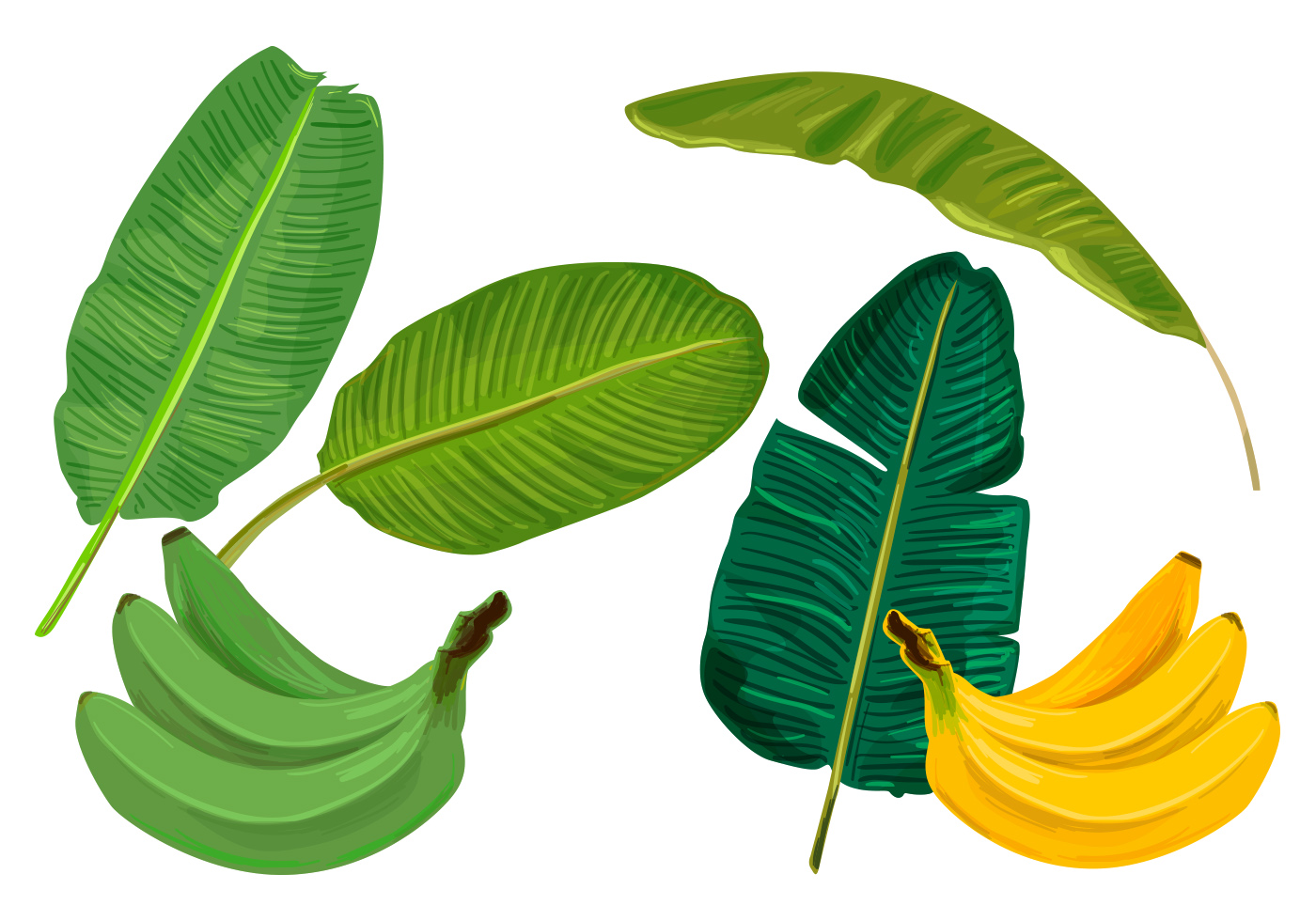 Banana Leaves Vectors Download Free Vector Art, Stock