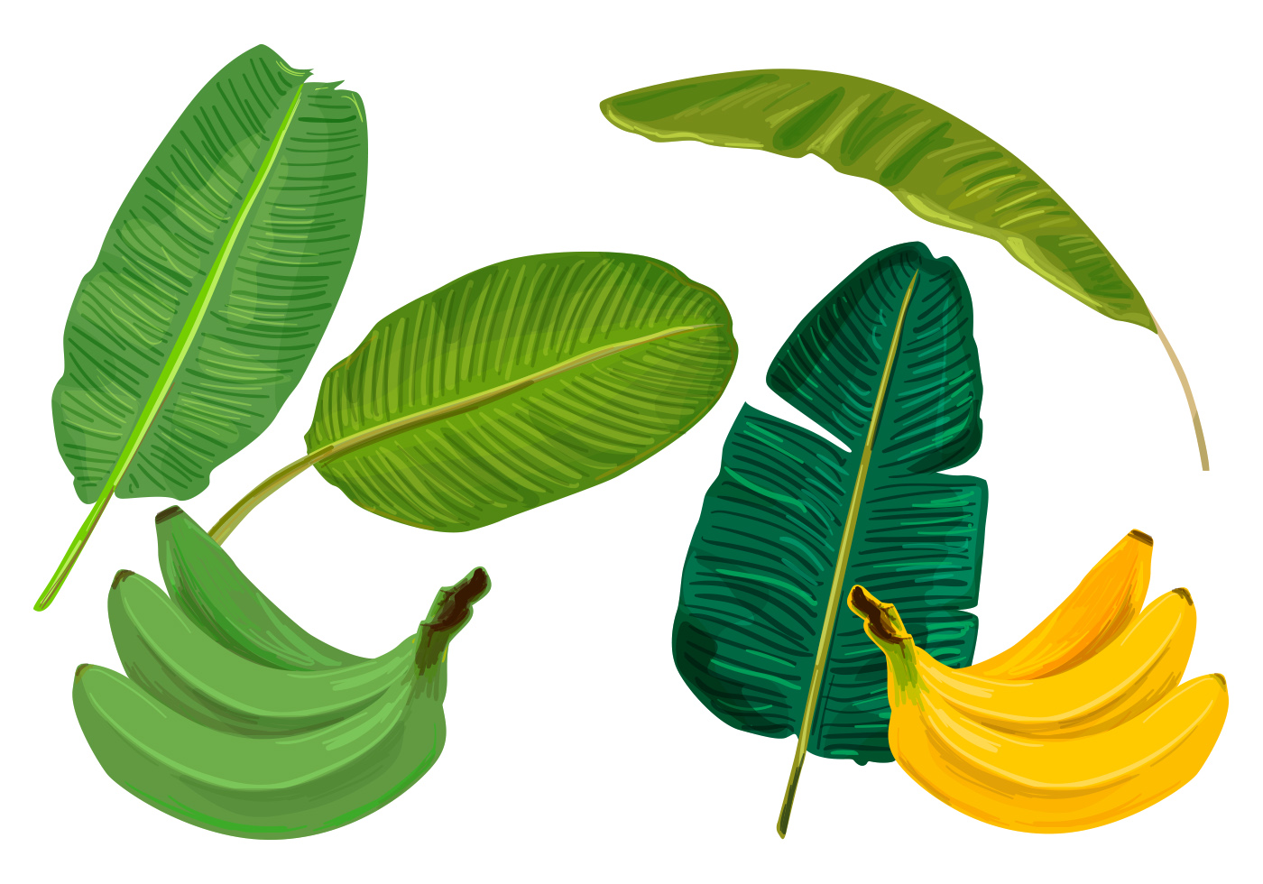 clip art banana leaf - photo #2