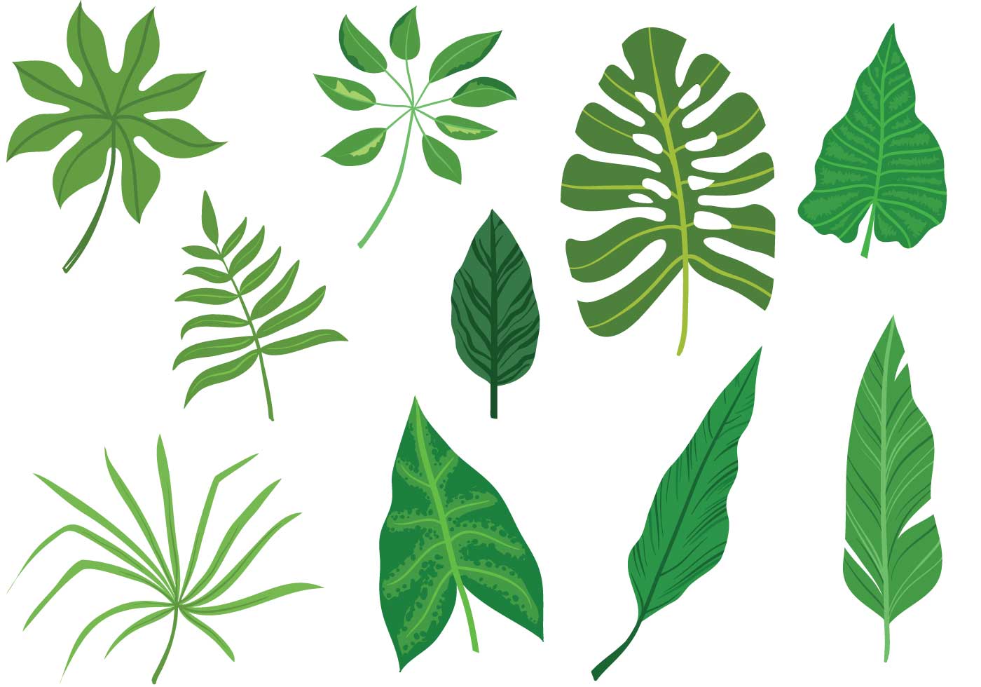 Free-Tropical-Leaves-Vectors - Download Free Vector Art, Stock Graphics