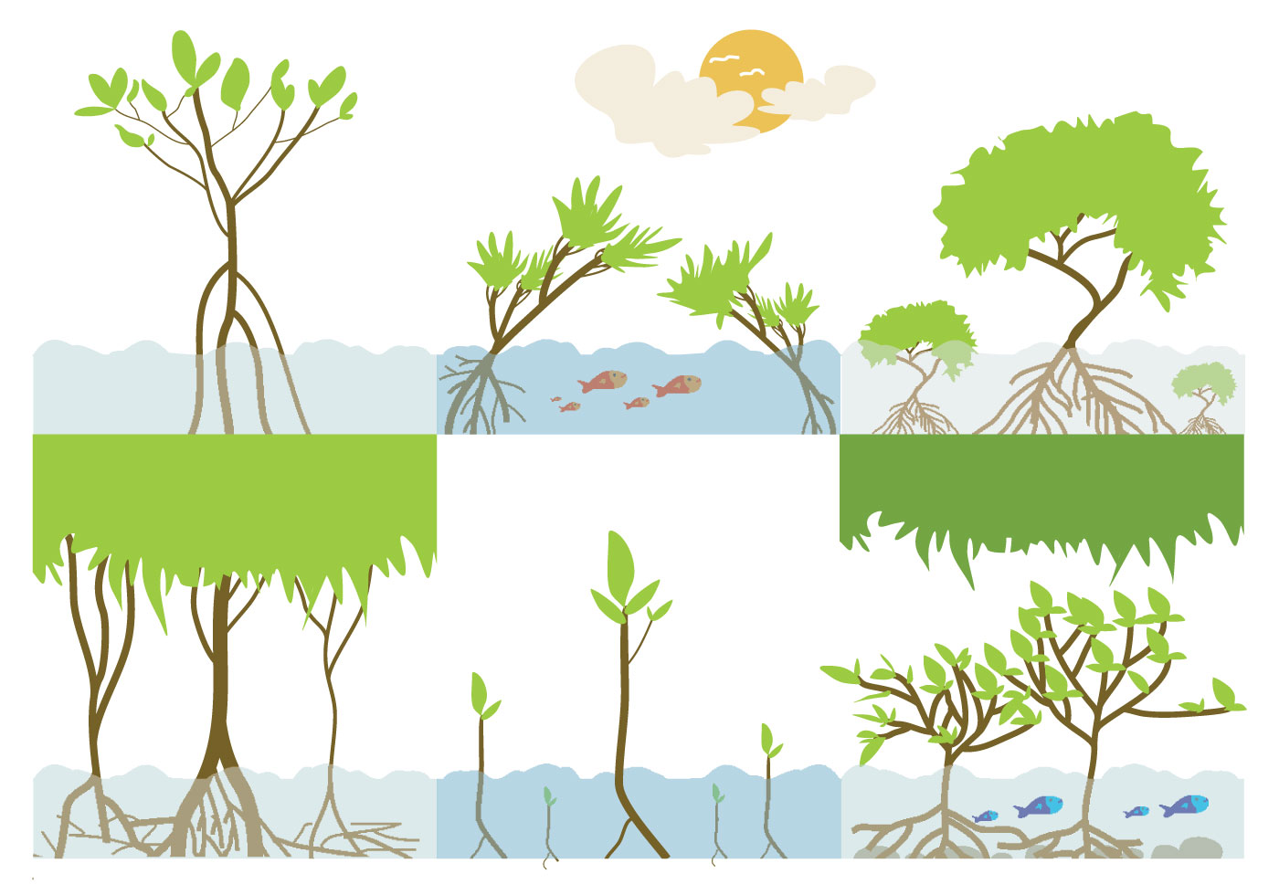 Mangrove Ecosystems Vector - Download Free Vector Art, Stock Graphics