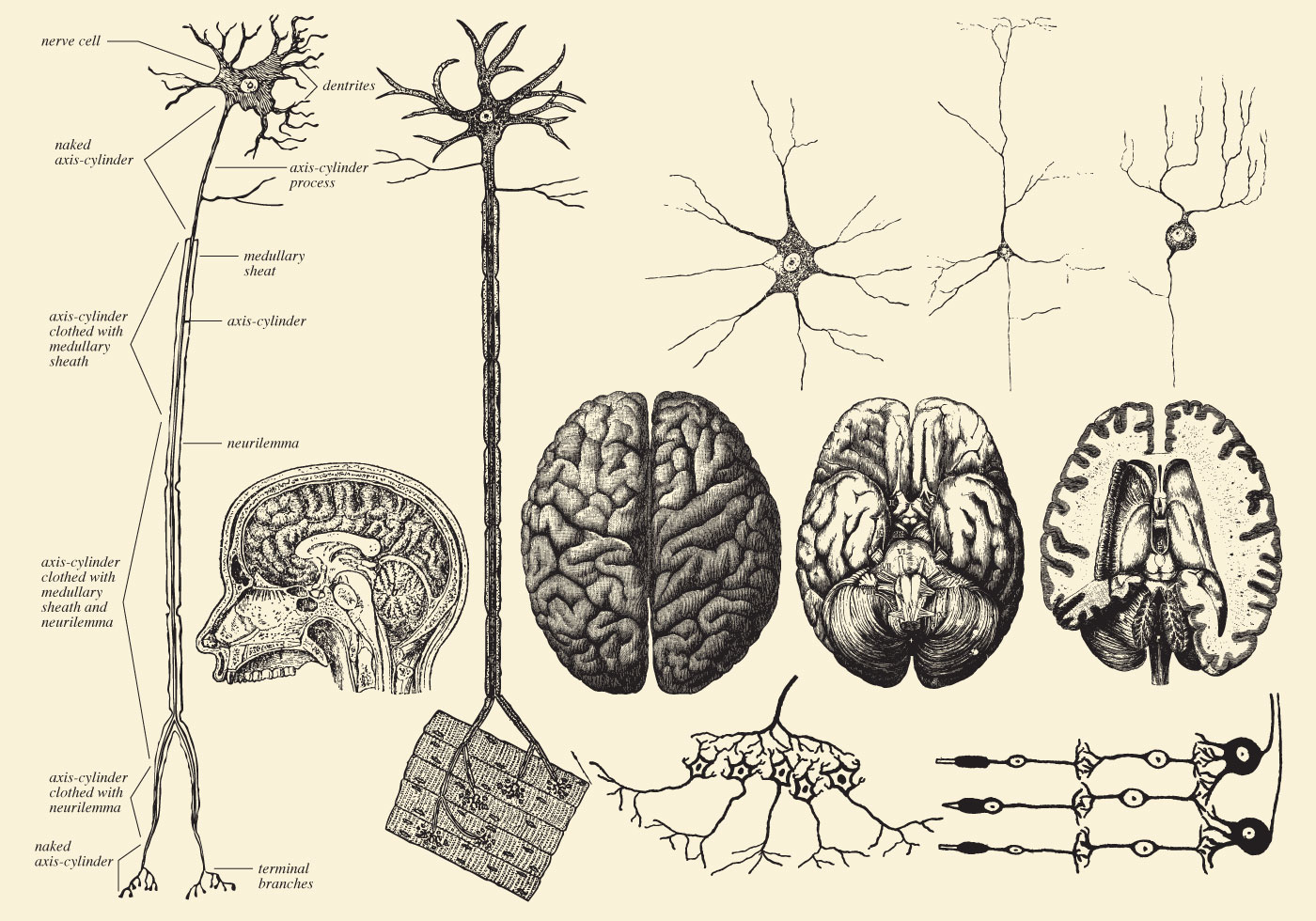 Brain And Neuron Drawings - Download Free Vector Art ...