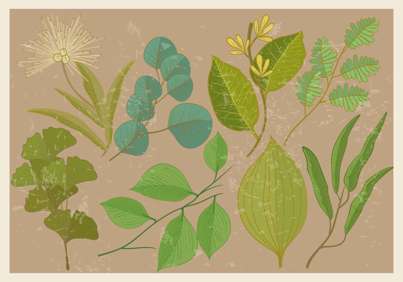 Eucalyptus Leaf - Download Free Vector Art, Stock Graphics & Images