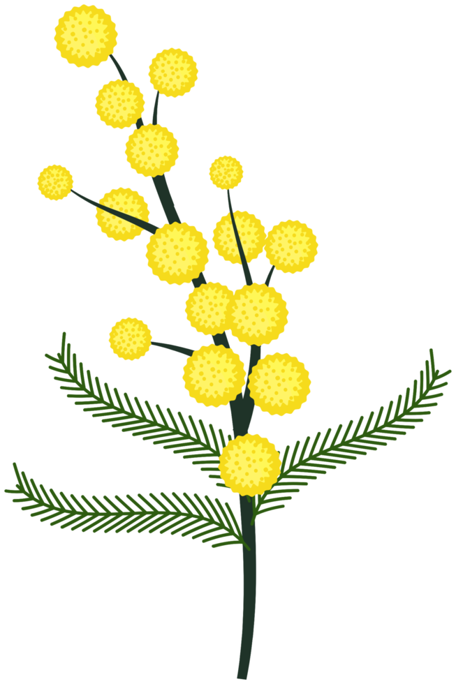 Fleur De Mimosa Png
