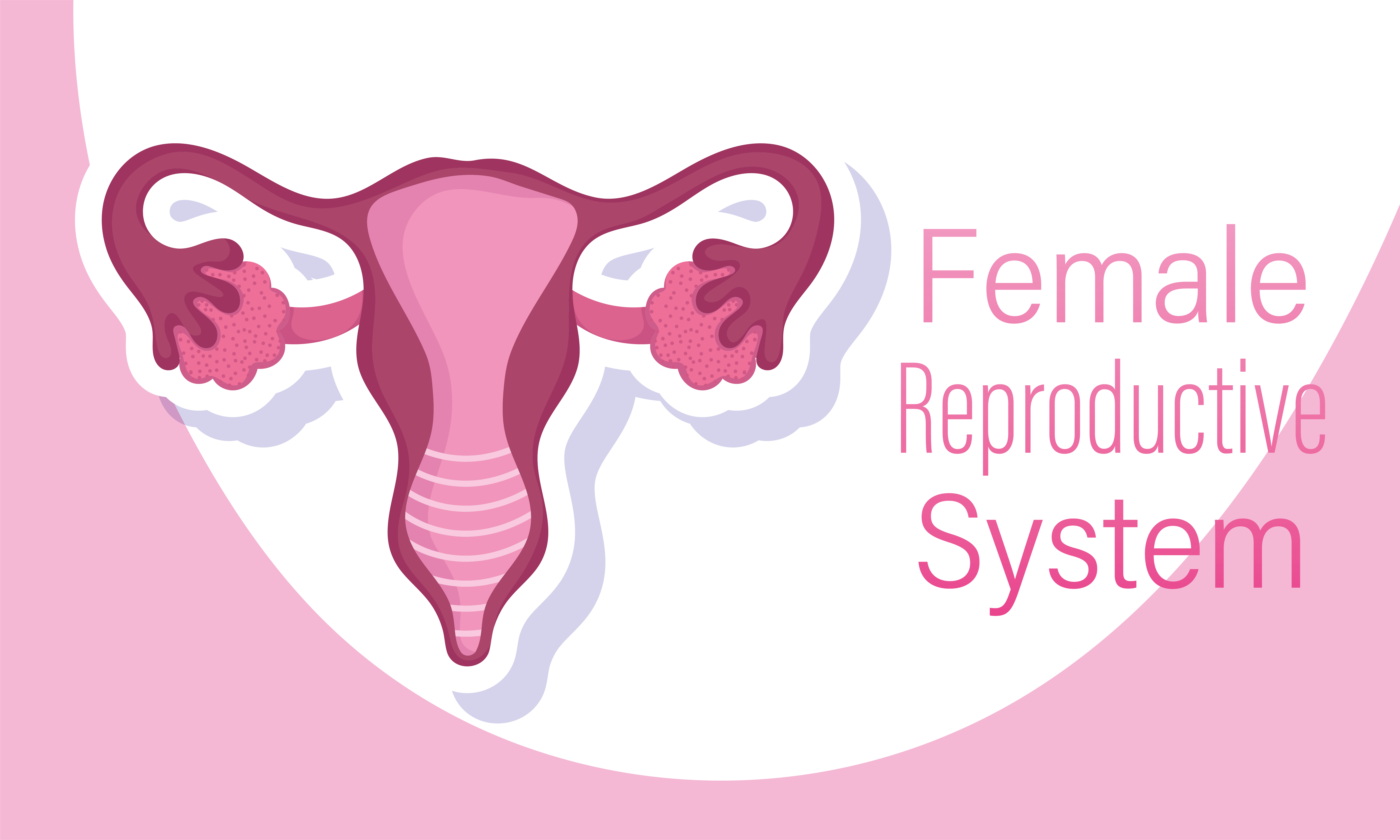 Female Human Reproductive System Internal Sex Organs Of A Woman