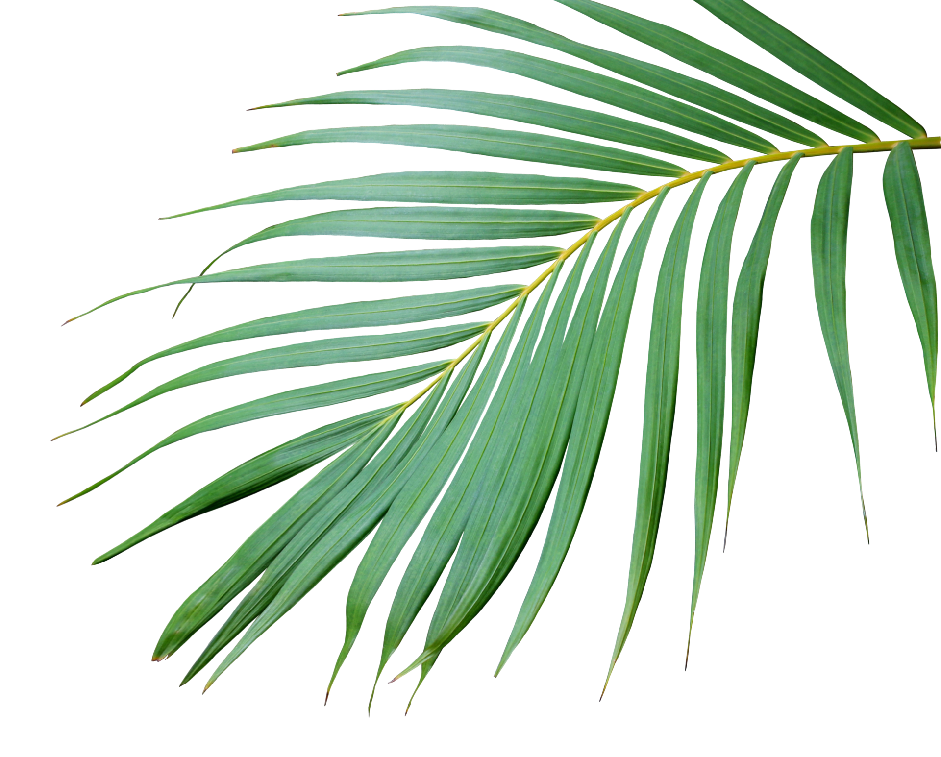 Tropical Frond Green Palm Leaf Tree On Transparent Background Png File