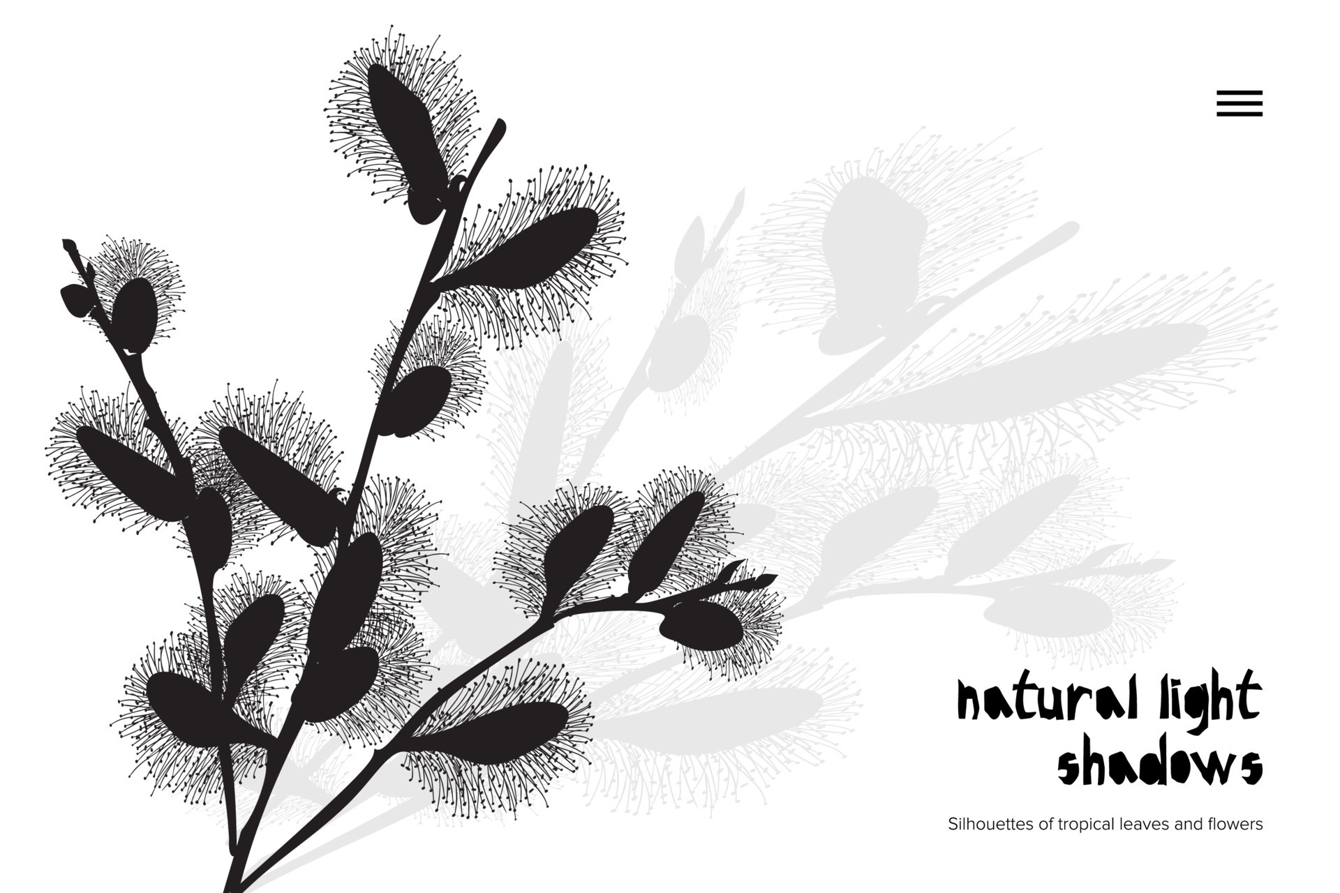 Abstract Banner With Black Pussy Willow Leaves Shadow Isolated On White Background Vintage