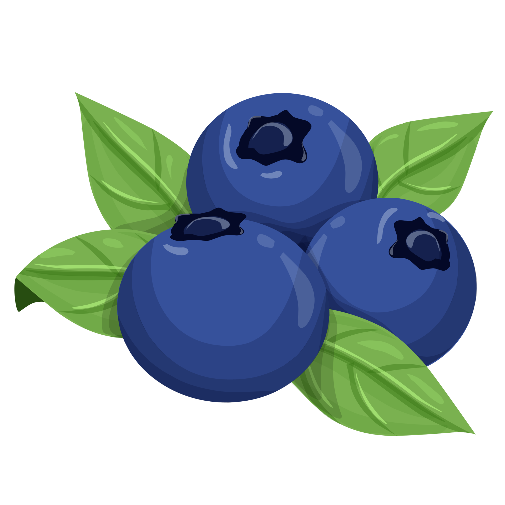 Blueberry Clipart Fruit Illustration 23254577 PNG