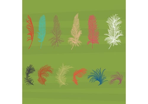 Isolated Feather Vectors 