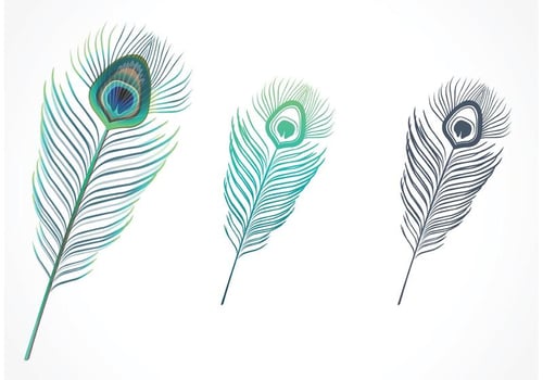 Isolated Peacock Feather Vector