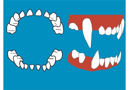 Vector Teeth and Gums 