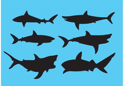 Great white shark vector