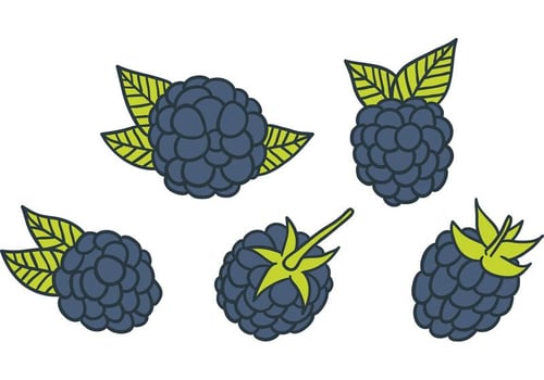 Free Black Berry Vector
