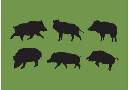 Wild Hog Silhouettes Vectors 
