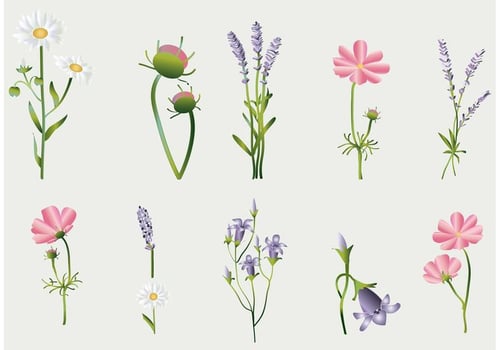 Flower Vectors Collection
