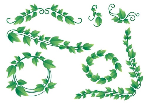 Lovely Ivy Vine Vectors