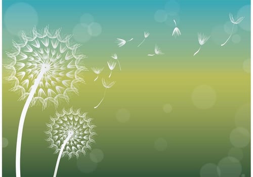 Dandelion Vector Background