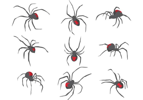 Black Widow Spider Vectors