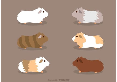 Guinea Pigs Vectors