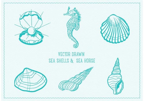 Vector Drawn Sea Shells