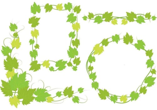 Ivy Vine Leaves Designs vector