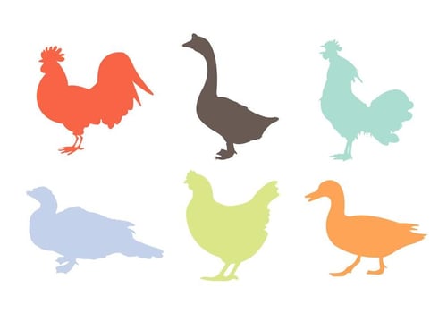 Variety Silhouettes of Roosters and Other Poultries vector