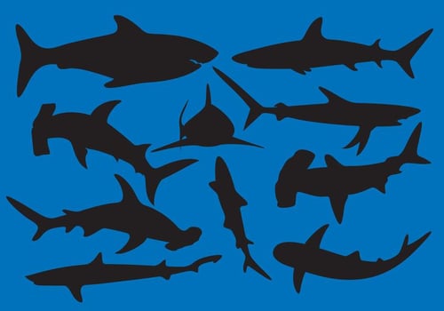 Shark Silhouette Vectors