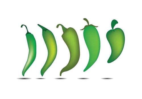 Green Pepper vector