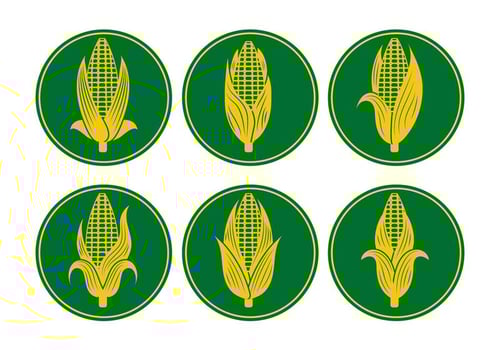 Ear of Corn Vectors