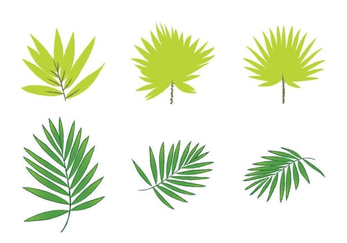 Free Palm Leaf Vectors