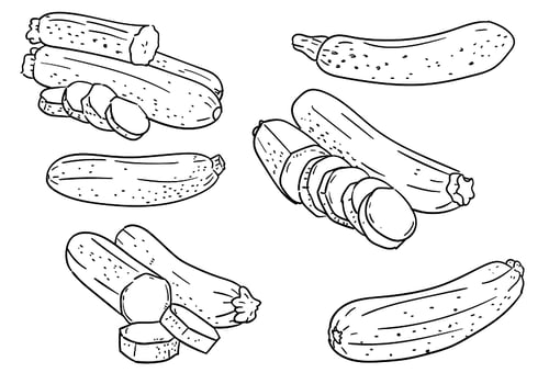 Zucchini Outlines Vector Set