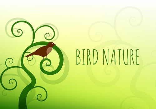 Bird nature vector