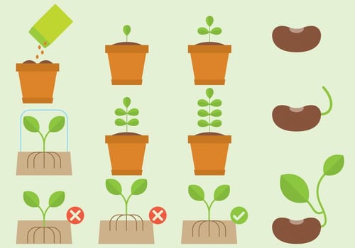 Vector Care And Plants Cycle