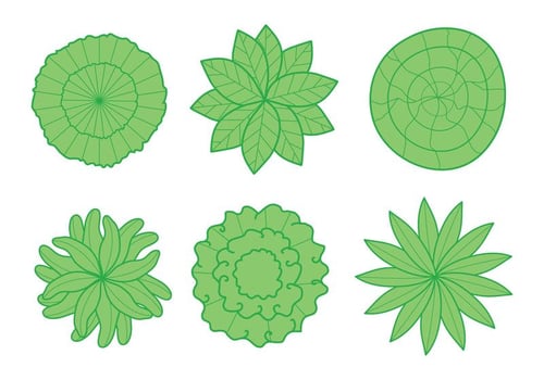 Plant Top View Vector