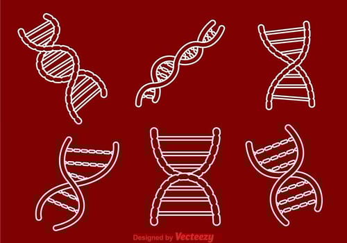 Double Helix Outline Icons vector