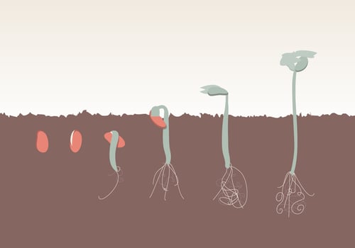 Plant Growth Evolution Free Vector