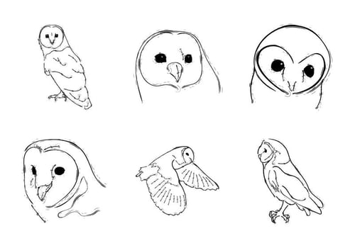 Free Barn Owl Vector Illustration