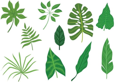 -Tropical-Leaves-Vectors vector