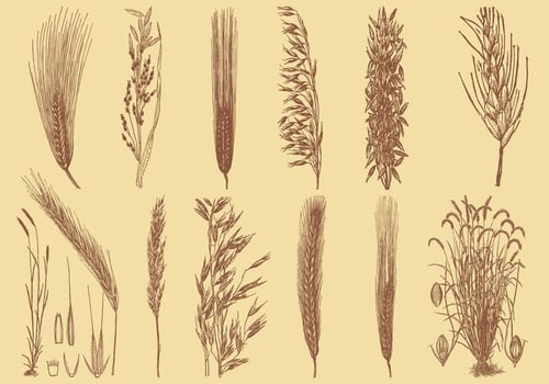 Old Style Drawing Grains vector