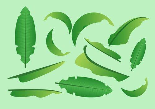 FREE BANANA LEAF VECTOR