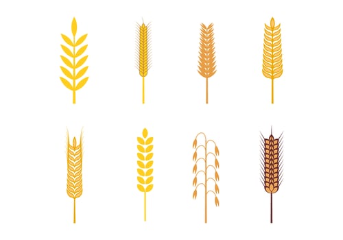 Oats Vector