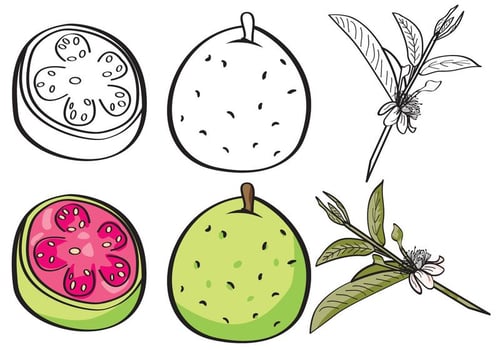 Guava Set vector