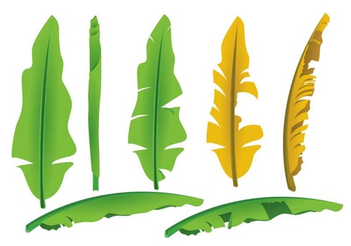 Banana Leaf Vectors