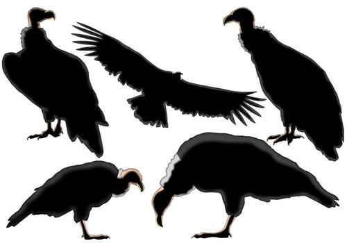 Condor Silhouette  vector