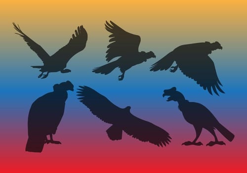Condor Vector