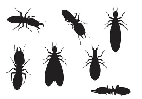 Termite Silhouette Vectors