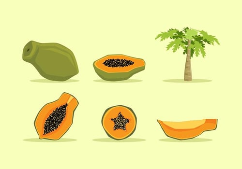 FREE PAPAYA VECTOR