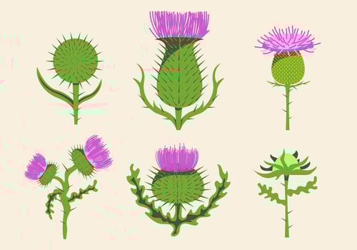 Free Thistle Vector