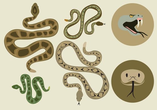 Free Rattlesnake Vector