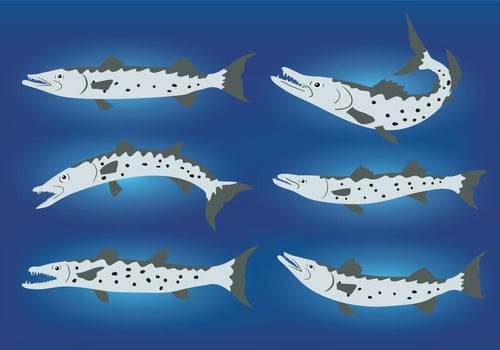 Barracuda Vector