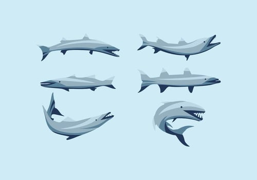 FREE BARRACUDA VECTOR